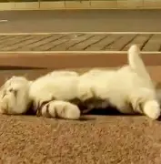 猫咪视频版破解苹果版(猫咪视频破解版旧版下载)-第5张图片-QuickQ官网