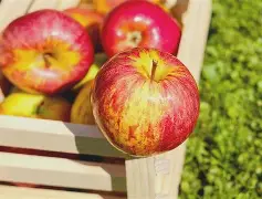 爱吃苹果版(爱吃apple)