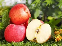 爱吃苹果版(爱吃apple)-第5张图片-QuickQ官网